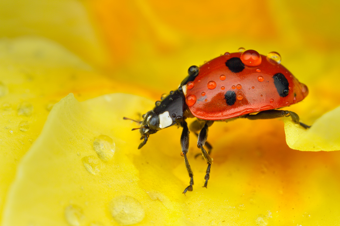 Seven Spot Ladybird